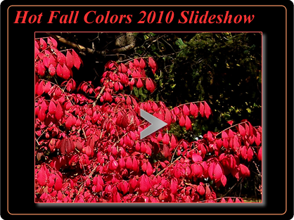 Hot Fall Colors 2010 Slideshow