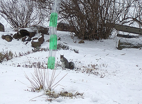 Squirrel at Birdfeeder