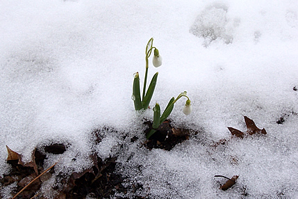 Snowdrops