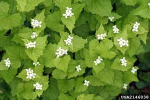 garlic-mustard