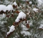 winter-buddleia