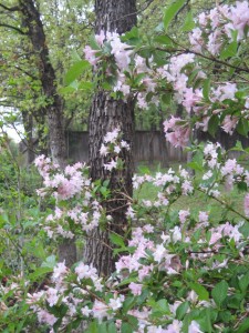 weigela bush