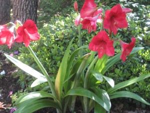 amaryllis-035