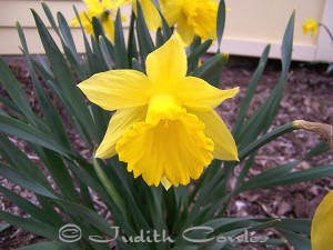 daffodils