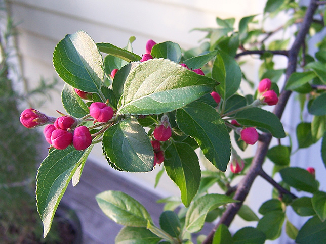 Crabapple buds