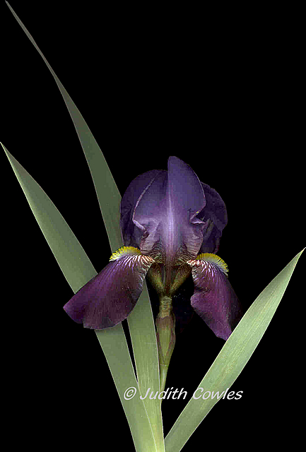 Iris Iris