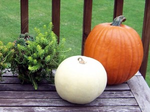 Pumpkins and Angelina sedum