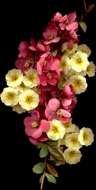 Quince primrose line Quince primrose line