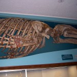 Big fish skeleton