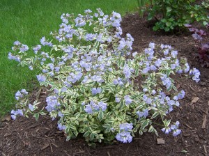 Polemonium in spring