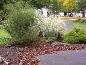 Grasses in fall 09