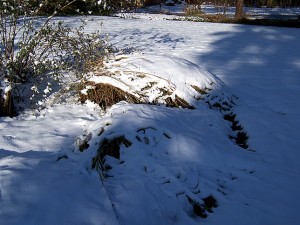 Grasses in snow cover