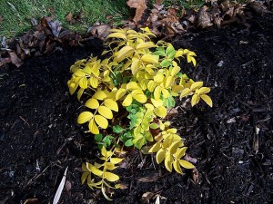 Polemonium in fall