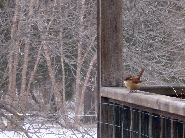 Carolina wren