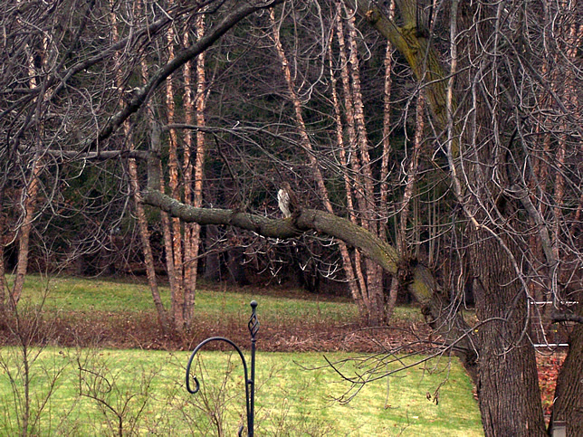 800 Coopers Juvenile Cooper's Hawk