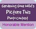 GGW Honorable Mention Award