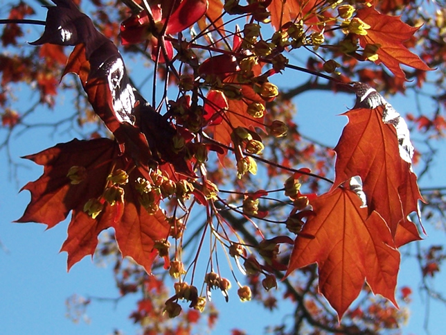 Crimson King maple