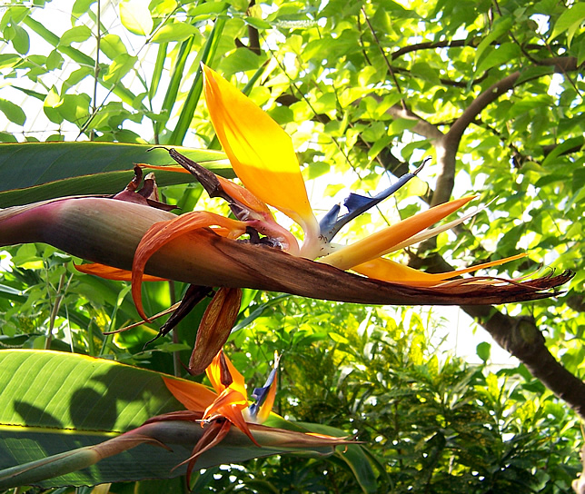 Strelitzia