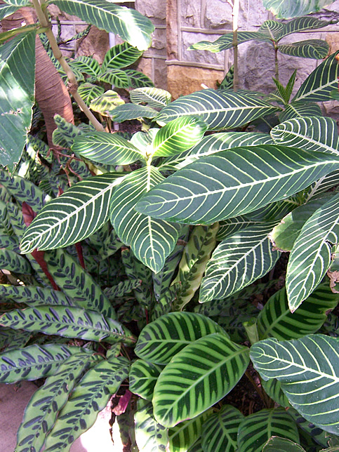 Foliage Stripes