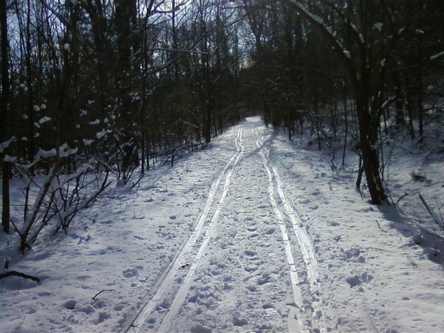 Long ski run through the woods