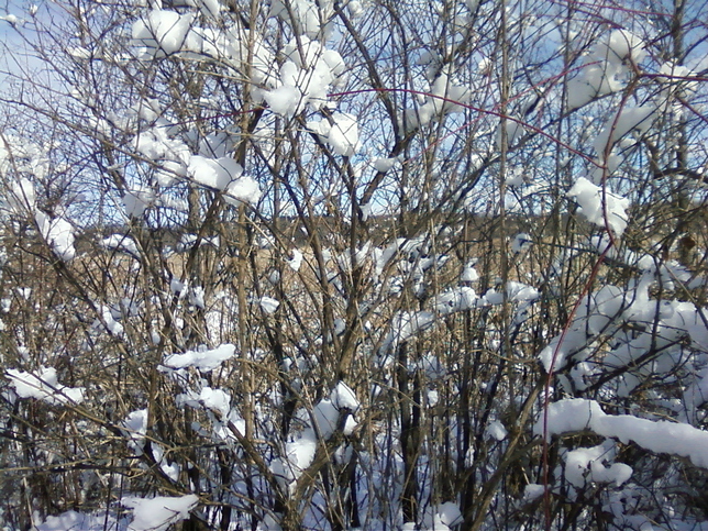 Cotton ball snow