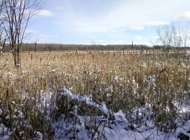 Cattails around Quaker Pond