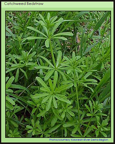 CatchweedBedstraw2 Catchweed Bedstraw