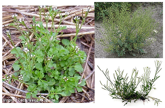 Hairy bittercress Hairy Bittercress