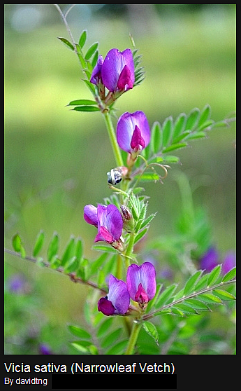 Narrowleaf vetch Narrowleaf vetch