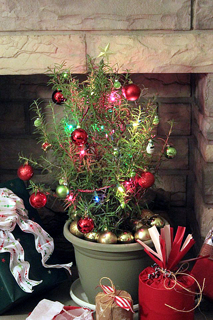 553603_4201317155812_1001275845_n Rosemary tree