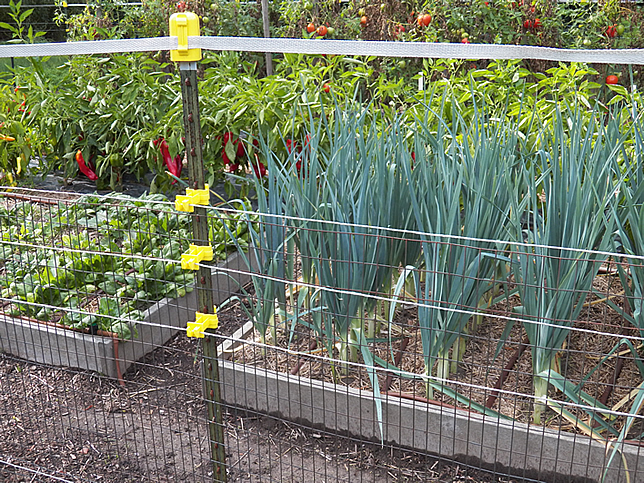 Veggies