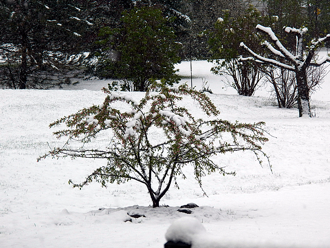 Snowy crabapple Apr 24 2012