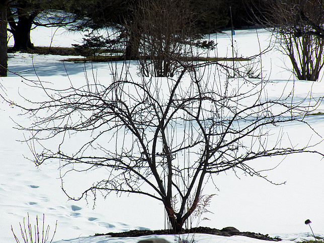 Pre-pruned crabapple