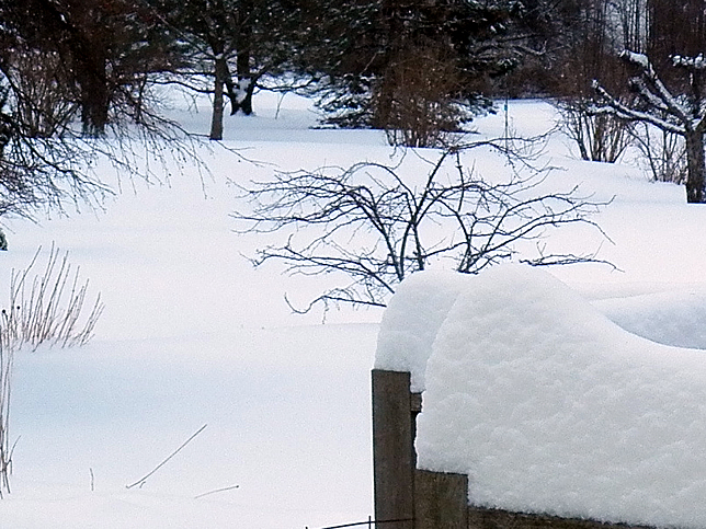 Snow on crabapple