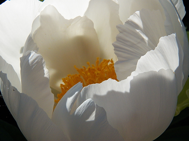 White peony