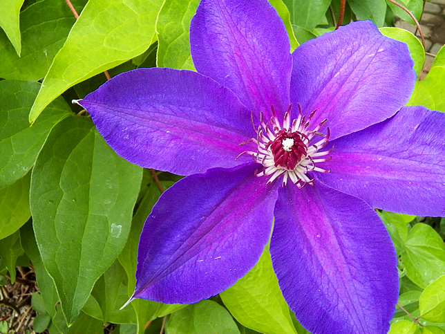 Purple clematis