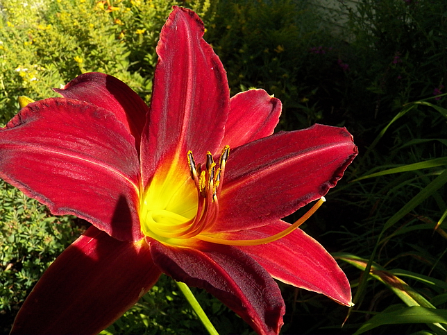 Hemerocallis 'Chicago Apache'
