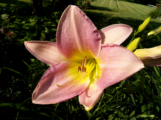 Hemerocallis 'Catherine Woodbury'