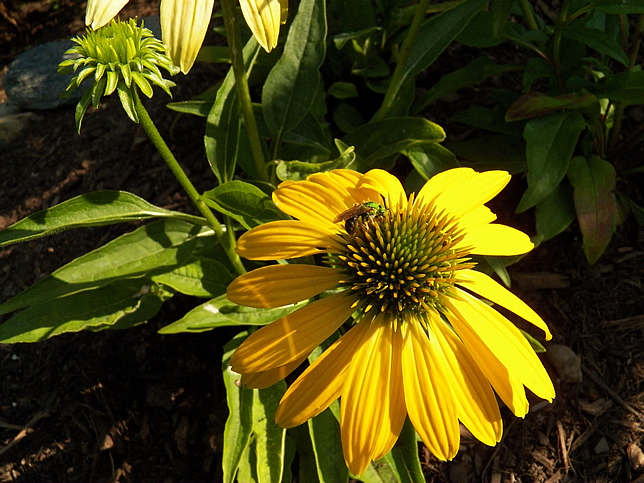 Coneflower