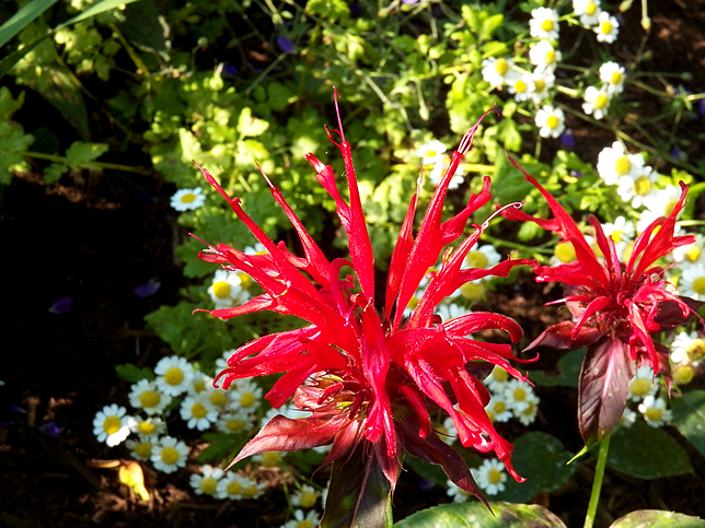 Bee balm