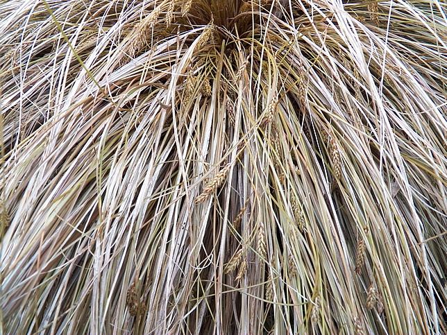Carex 'Toffee Twist'