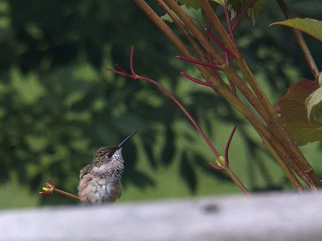 Hummingbird