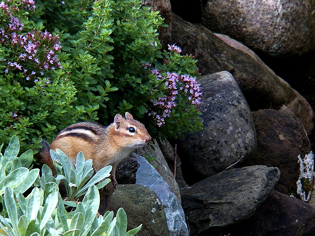 chipmunk