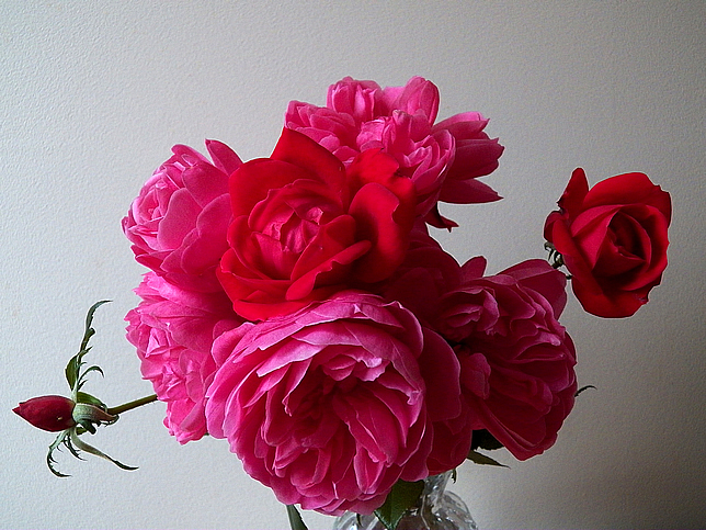 Roses