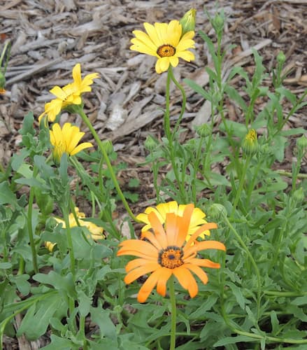 African Daisies Flowers
