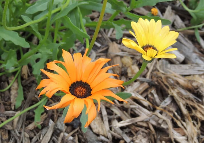 African Daisy