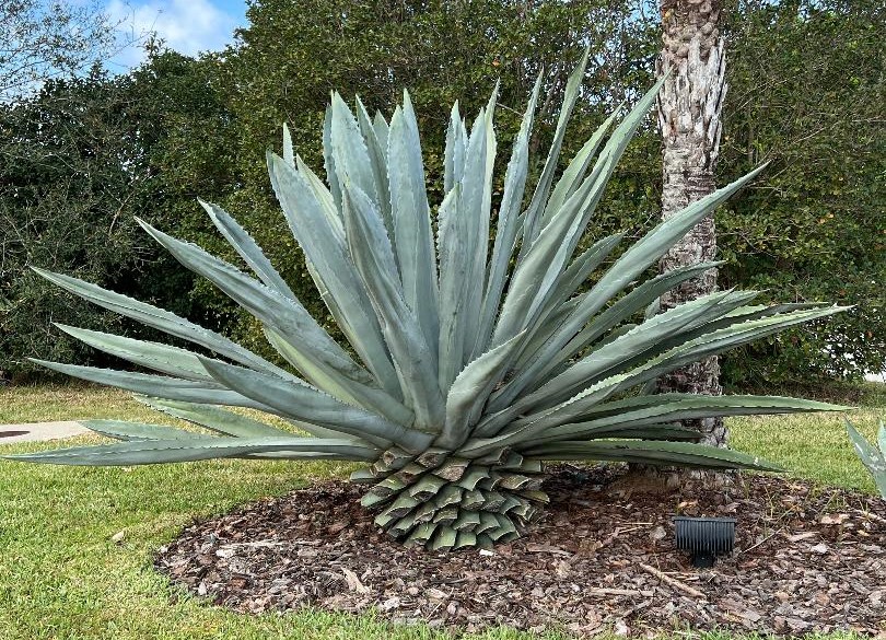 Agave Plant, Tequila Cactus