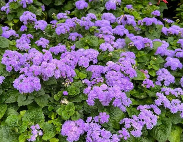 Ageratum Flower