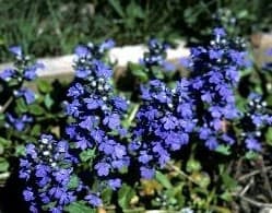 Ajuga Flower Plant