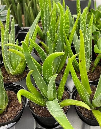 Aloe Vera Plant
